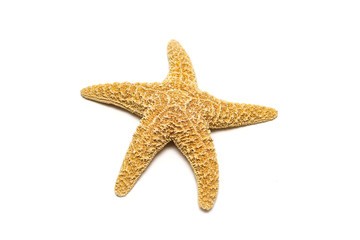 starfish on a white windowsill