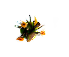 top view of brushes of various sizes for drawing in a glass