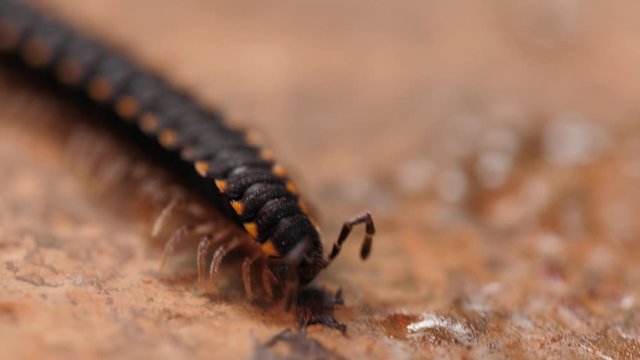 A macro shot of a centipede on a concrete floor