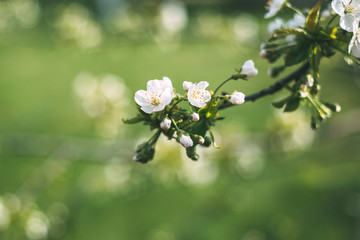 spring card: macro white flowers of apple tree on a green background, place for text