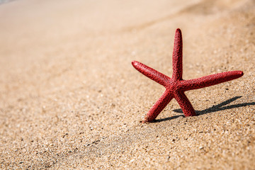 summer shell on beach and free space for your decoration.