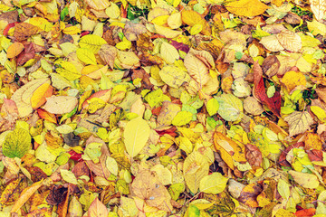 Fallen yellow leaves in the Park, texture, autumn concept