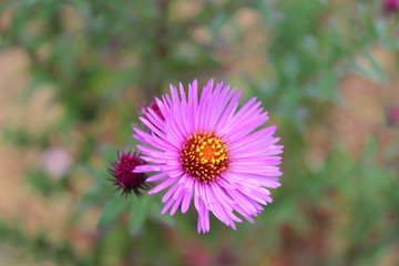 purple flower 