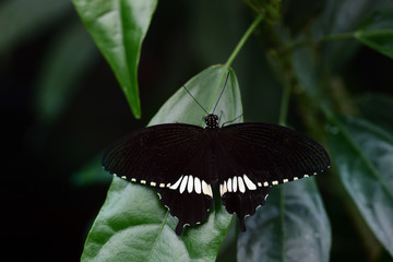 A black butterfly, a Papilo polytes or common Mormon, sits on green leaves with spread wings