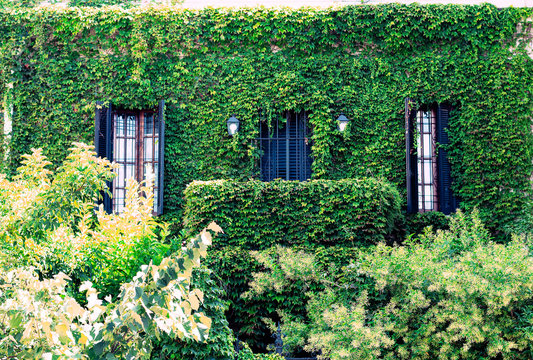 Frente de una casa de un barrio de Buenos Aires totalmente recubierta por una enredadera verde y mullida. 