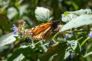 Monarch Butterfly in their sanctuary in Mexico