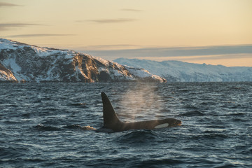 northern norway male orca/killer whale breaching and breathing in sunset sunlight with snowy...