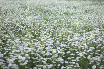 Obraz na płótnie Canvas background of flowers field of daisies. selective focus