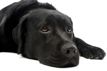 Portrait of a lovely labrador retriever
