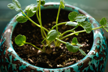 Ranunculus flower sprouting in a planter. Indoor house plant.