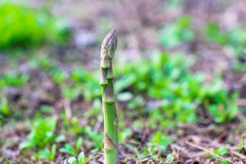 Single asparagus on soil ready to harvest with room for copy space,