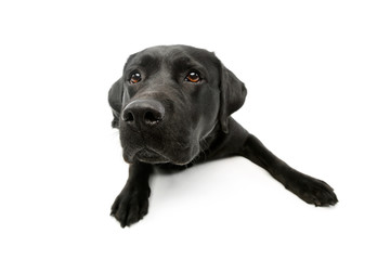 Studio shot of a lovely labrador retriever