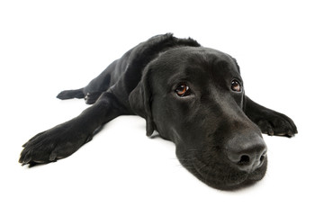 Studio shot of a lovely labrador retriever