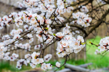 apricot flowers in spring