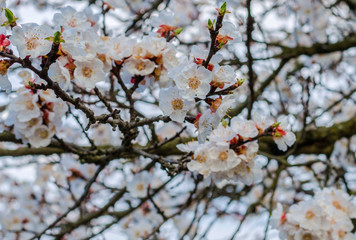 apricot flowers in spring