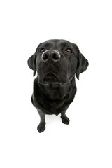 Studio shot of a lovely labrador retriever