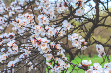 apricot flowers in spring