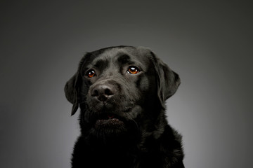 Portrait of a lovely labrador retriever