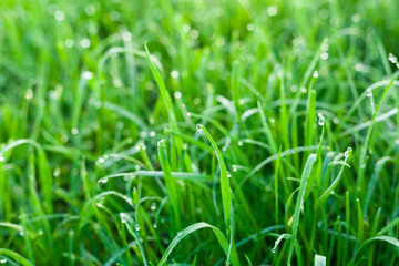Dew on the green grass in the park.