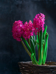 bright pink spring hyacinths grow in a wicker wooden basket on a black textural background