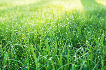 Dew on the green grass in the park.