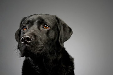 Fototapeta na wymiar Portrait of a lovely labrador retriever