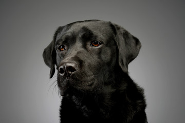 Fototapeta na wymiar Portrait of a lovely labrador retriever