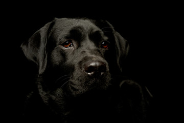 Portrait of a lovely labrador retriever