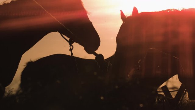 A slow motion rising silhouette shot of horses with sun flares 