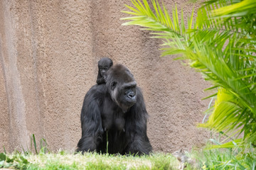 Mother Gorilla with her newborn riding piggyback