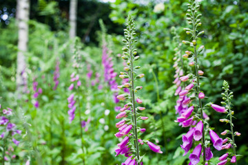 Obraz premium Foxgloves digitalis pink blloming flowers in the woodland meadow.