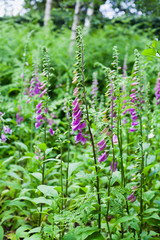 Foxgloves digitalis pink blloming flowers in the woodland meadow.