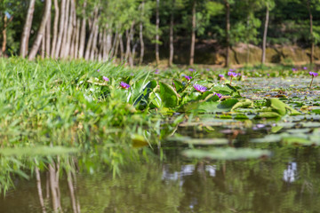 Purple lotus plants on Madhabpur Lake, a popular tourist destination near Srimongal, Bangladesh