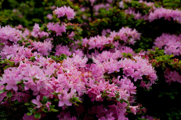 Fototapeta premium Pink rhododendron blooming bush.