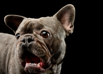 Portrait of an adorable french bulldog