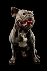 Studio shot of an adorable french bulldog