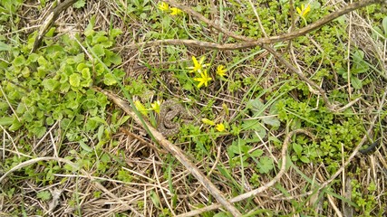in the spring, a snake woke up