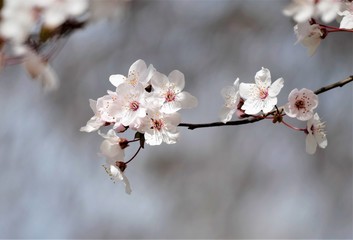 Cherry blossom branch in spring background