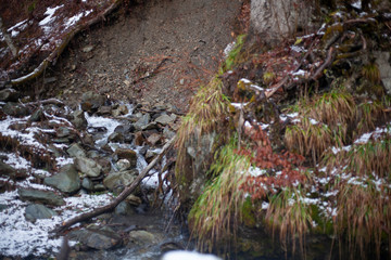 Natural texture. Beautiful background. Forest landscape. Stone stuck in the ground.