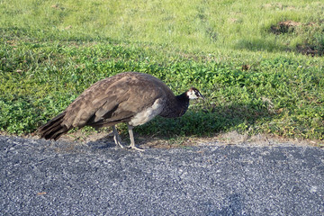 Female peacock