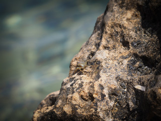 Rock texture and background.