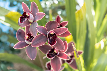 Cymbidium cali night orchid gainst tropical greens