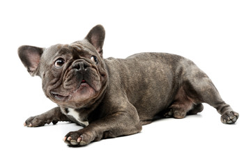 Studio shot of an adorable french bulldog