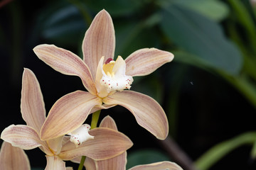 Yellow Cymbidium orchids, commonly known as boat orchids