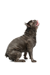 Obraz premium Studio shot of an adorable french bulldog