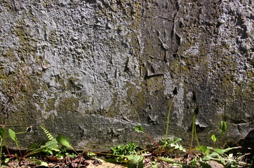 Texture of an old grey wall with peeling paint and dandelion plants breaking through the joints of...