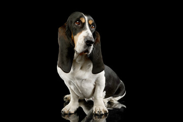 Studio shot of an adorable Basset hound