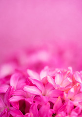 Obraz premium Macro closeup view of Hyacinth Pink flowers on pink background. Concept of holiday, celebration, women day, Mother day 