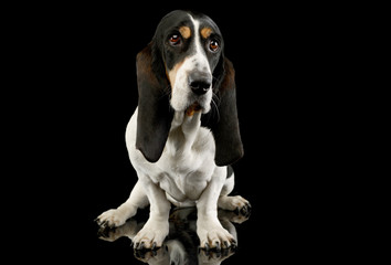 Studio shot of an adorable Basset hound
