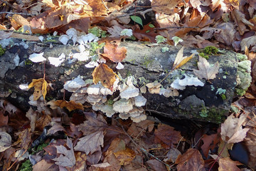 White mushrooms growing on tree